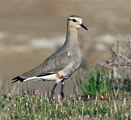 Чайка степова (Vanellus gregarius)
