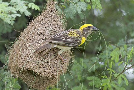 Ткачик бая (Ploceus philippinus)