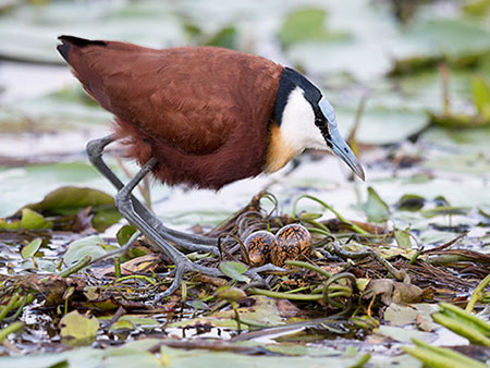 Якана африканська  (Actophilornis africanus)